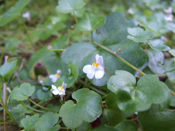 Cymbalaria muralis / Ciombolino comune